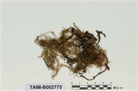 藏品(假懸苔屬)的圖片